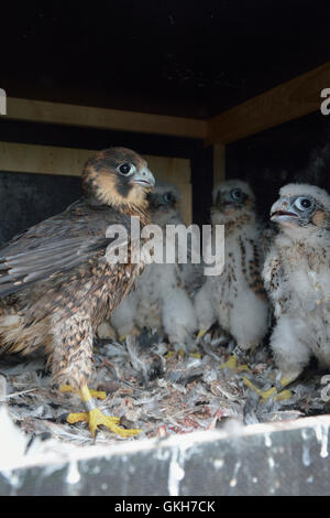 Ente Hawks / Wanderfalken ( Falco peregrinus ), Nachkommen, Jungvögel unterschiedlichen Alters sitzt zusammen in einer Nisthilfe, Wildtiere, Europa. Stockfoto