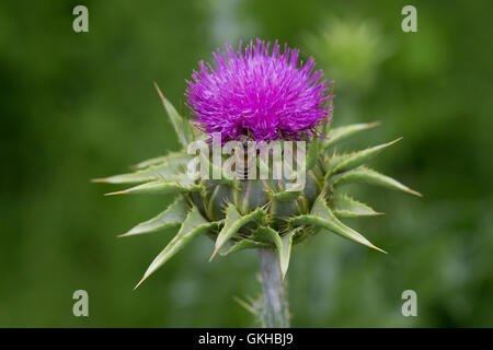 Mariendistel, Christi Krone, Donnerdistel, Fieberdistel, Frauendistel, Silybum Marianum, Sy Blütenstandsboden Marianus, Milch Distel, Ma Stockfoto