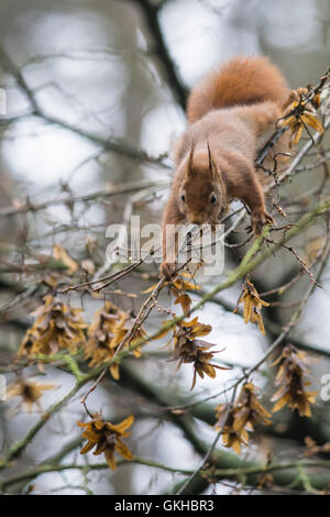 Eichhörnchen Stockfoto