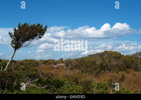 Formentera, Balearen: Blick von der mediterranen Macchia auf dem Lande Stockfoto