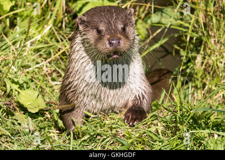 Kopf und Schultern von einer britischen Otter (Lutra Lutra) schütteln Wasser aus seinem Fell wie es hinterlässt einen See. Stockfoto