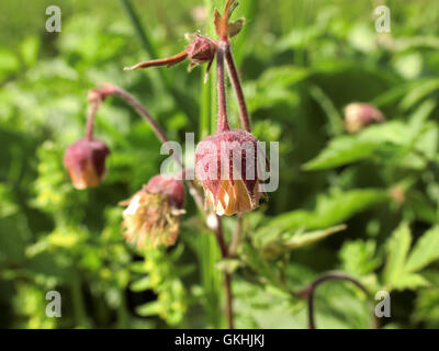 Wasser Avens (Geum Rivale) in Blüte im Sommer, Großbritannien Stockfoto