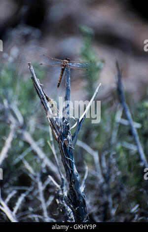 Libelle auf Ast Stockfoto