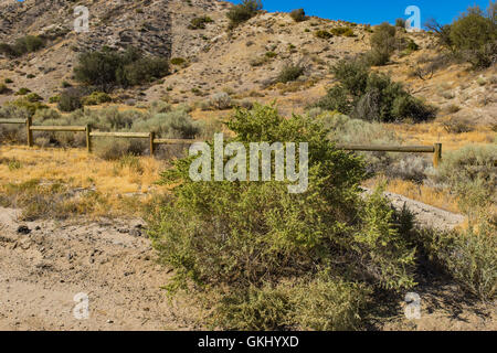 Immergrüner Strauch wächst in Grünland-Wüste in Süd-Kalifornien. Stockfoto