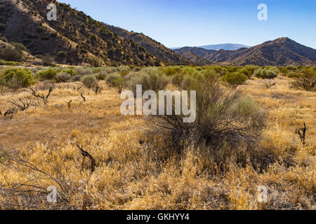 Rasen und Büsche wachsen über Entfernung von California Grünland Wildnis. Stockfoto