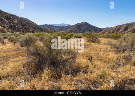 California Grasland und Savanne Pinsel getrocknet von Dürre. Stockfoto