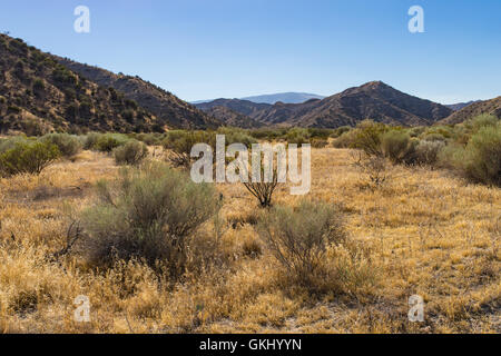 California Trockenrasen erstrecken sich in den Hügeln am Rande der Mojave-Wüste. Stockfoto