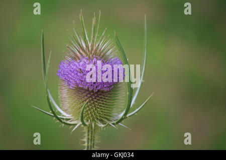 Karde Dipsacus fullonum Stockfoto