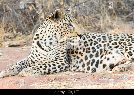 Großen männlichen Leoparden, Namibia Stockfoto