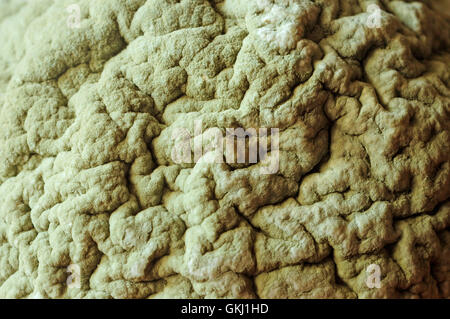 Penicillium Schimmel auf einer orange Stockfoto