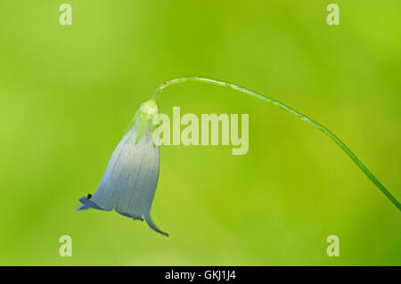 Efeu-leaved Glockenblume (Wahlenbergia Hederacea) Stockfoto