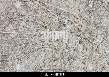 Verschneite Birke (Betula Pendel) Stockfoto