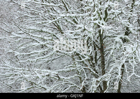 Schnee-bedeckten Eichen Stockfoto