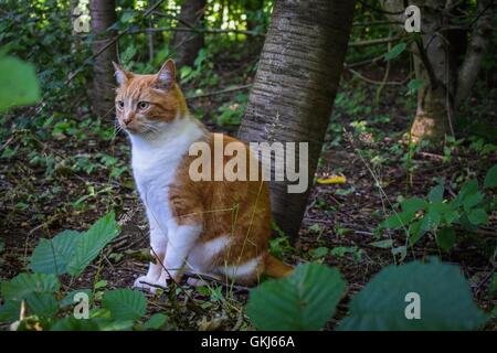 Katze an einen Baum gelehnt Stockfoto