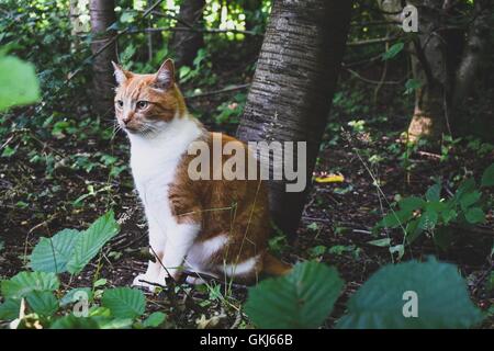 Katze starrte vor an Baumstamm gelehnt Stockfoto