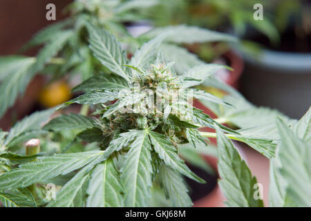 Neue Knospen wachsen auf eine Marihuanapflanze: Cannabis hautnah Stockfoto