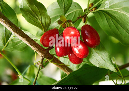 Rote Beeren der Kornelkirsche oder Hartriegel auf dem Ast Stockfoto