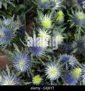 Eryngium Planum blaue Meer Holly Stockfoto