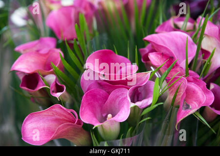 Bouquet von rosa Calla Lilien. Florale Muster. Stockfoto