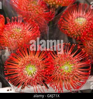 Blühende Leucospermum Busch. Auch bekannt als Nadelkissen protea. Pflanze aus Proteaceae Familie mit atemberaubenden Blütenstände, Stockfoto