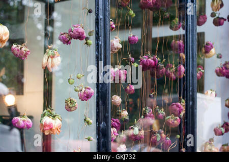 getrocknete Rosen Hand in einem Schaufenster Stockfoto