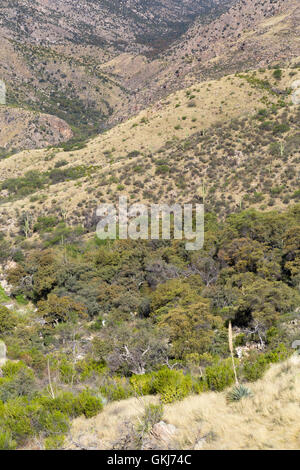 Eine große Ansicht des Sabino Canyon und seine östlichen und westlichen Gabeln in den Santa Catalina Mountains. Pusch Ridge Wilderness, Arizona Stockfoto