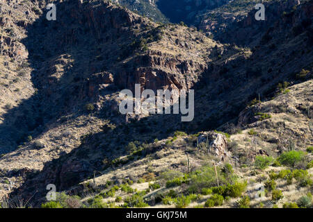 Wüste Grünland Vegetation im Osten Gabel von Sabino Canyon in den Santa Catalina Mountains. Pusch Ridge Wilderness, Arizona Stockfoto