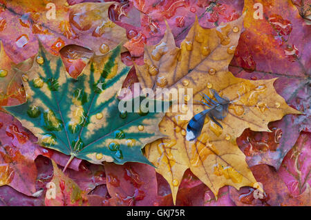 Regentropfen auf Zuckerahornblättern (Acer saccharum) und Blauhäher-Feder (Cyanocitta cristata) am florsten Boden, E USA, von Skip Moody/Dembinsky Photo Assoc Stockfoto