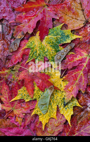 Silber und Zucker Ahornblätter auf florestem Boden (Acer saccharinum, A. saccharum ) Autumn, Michigan USA, von Skip Moody Stockfoto