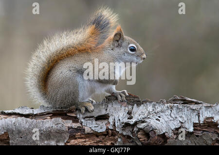 Östlichen Eichhörnchen auf der Suche nach Nahrung (Tamiasciurus oder Sciurus Hudsonicus), sitzen auf weiße Birkenbaum, Winter, E USA Stockfoto