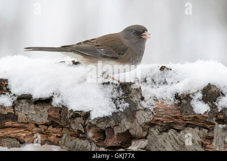 Schiefer-farbigen oder dunklen Augen Junco Hyemalis, schneit, Winter, Weiblich, im Osten der USA Stockfoto