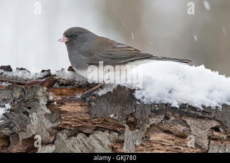 Schiefer-farbigen oder dunklen Augen Junco Hyemalis, schneit, Winter, Weiblich, im Osten der USA Stockfoto