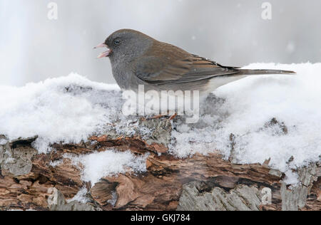 Schiefer-farbigen oder dunklen Augen Junco Hyemalis, schneit, Winter, Weiblich, im Osten der USA Stockfoto