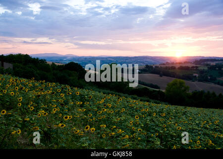 Sommerlandschaft: Schönheit Sonnenuntergang über Sonnenblumen Feld Stockfoto