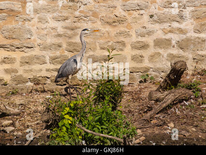 Graureiher Ardea cinerea am Ufer der Themse in Abingdon Oxfordshire England Stockfoto