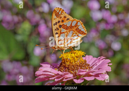 Hohe braune Fritillary Schmetterling auf Blume Zinnie Stockfoto