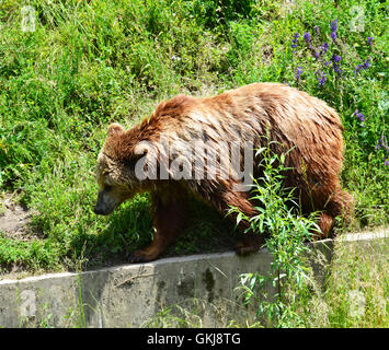 Ein Braunbär in Bern, Schweiz. Symbol für Bern Stockfoto