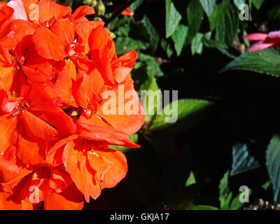 Orange rote Blume hautnah. Stockfoto