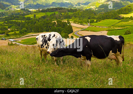 Nahaufnahme von zwei zueinander tendenziell Kühe auf einer Wiese in Azoren, Portugal. Stockfoto