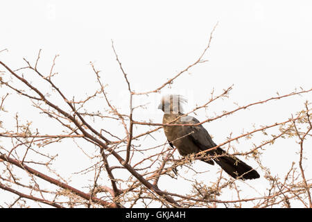 Graue Lourie ("Go away Bird") im Etosha Nationalpark, Namibia Stockfoto