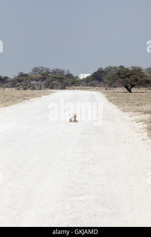 Black-backed Schakal auf Straße, Etosha Nationalpark, Namibia Stockfoto