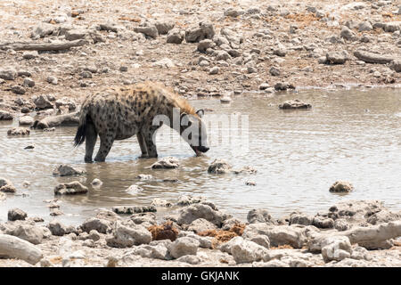 Mann entdeckt Hyäne trinken am Wasserloch, Etosha Nationalpark, Namibia Stockfoto