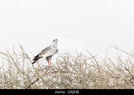 Blasse singen Goshawk, Etosha Nationalpark, Namibia Stockfoto