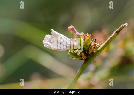 Eine geschlossene Chicorée rosa Blume genannt auch Cichorium Intybus, wächst in der Nähe von See, unter der warmen Sommersonne Stockfoto