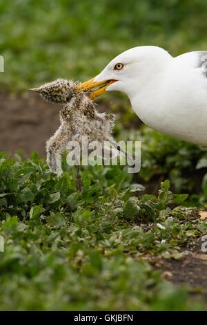 Eine weniger schwarz unterstützt Möwe vor einer Küstenseeschwalbe Küken, Farne Islands, Northumberland, UK Stockfoto