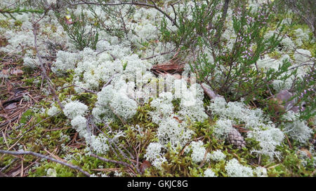 Rentier Moos Cladonia Rangiferina in Lahemaa Nationalpark, Estland. Auch bekannt als Rentier Flechten.  Foto Tony Gale Stockfoto