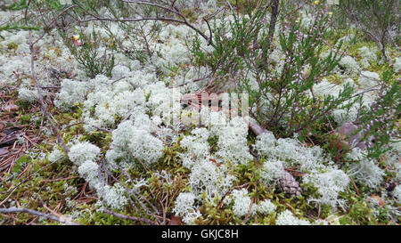 Rentier Moos Cladonia Rangiferina in Lahemaa Nationalpark, Estland. Auch bekannt als Rentier Flechten.  Foto Tony Gale Stockfoto