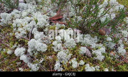 Rentier Moos Cladonia Rangiferina in Lahemaa Nationalpark, Estland. Auch bekannt als Rentier Flechten.  Foto Tony Gale Stockfoto