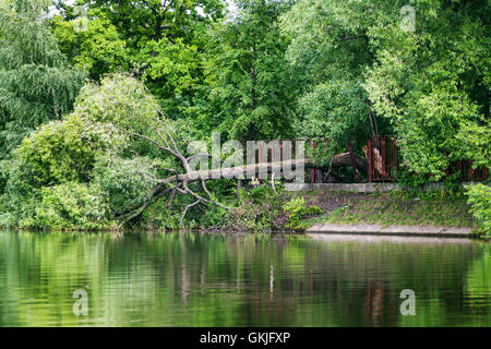 umgestürzten Baum im Teich nach starkem Wind im Sommer. Großer Garten (Academic) Teich, Moskau Stockfoto