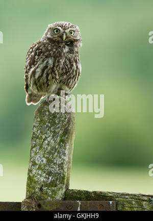 Kleine Eule auf alten Pfosten. Stockfoto